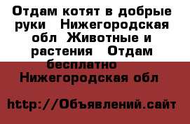 Отдам котят в добрые руки - Нижегородская обл. Животные и растения » Отдам бесплатно   . Нижегородская обл.